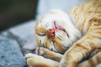 Close-up of cat sleeping