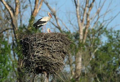Pair of storks nesting in the floodplains of river morava
