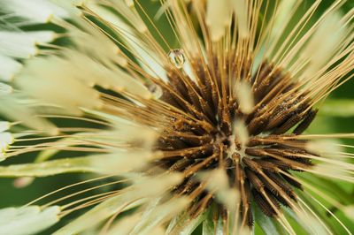 Close-up of wilted plant on field