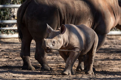Horse standing in a field
