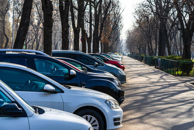 Cars on street amidst trees in forest