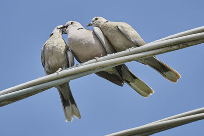 Turtledove to feed its puppies