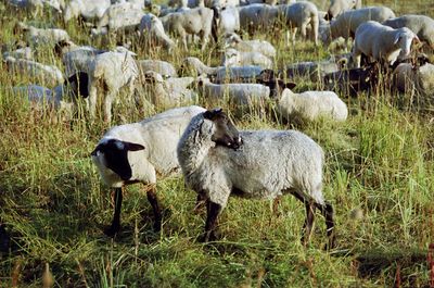 Sheep grazing in a field