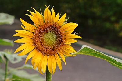 Close-up of sunflower against yellow flowering plant