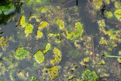 High angle view of fish swimming in lake