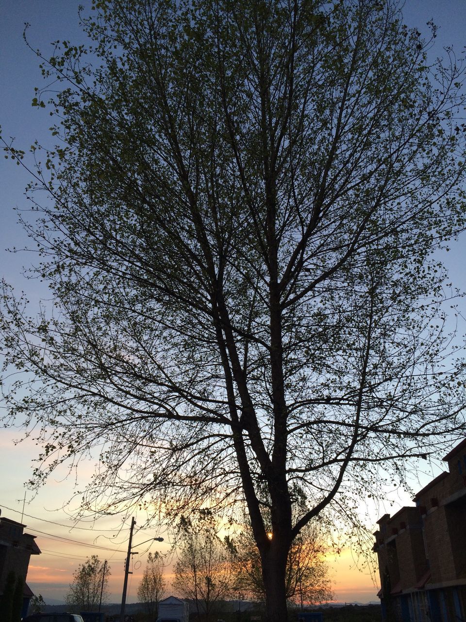 tree, low angle view, bare tree, silhouette, branch, building exterior, sunset, built structure, architecture, sky, nature, beauty in nature, growth, outdoors, no people, tranquility, tree trunk, dusk, city, house