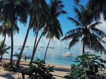 Palm trees at beach against blue sky