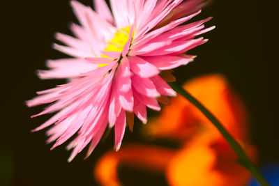 Close-up of pink flower