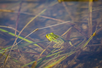 A beautiful common green water frog enjoying sunbathing in a natural habitat at the forest pond. 