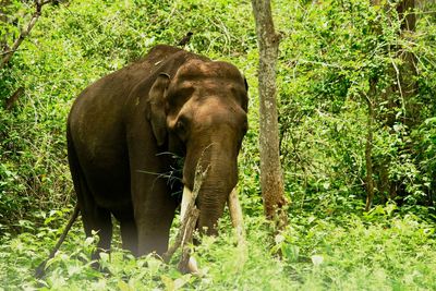 India elephant in forest