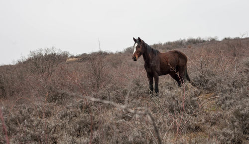 Horse standing on field against clear sky