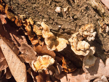 High angle view of mushrooms on tree trunk