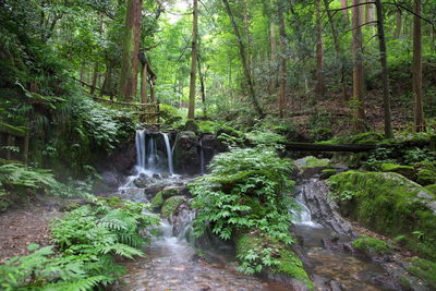 Scenic view of waterfall in forest