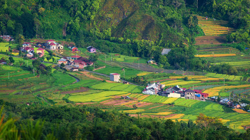 Scenic view of agricultural field by houses and trees