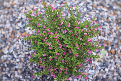 Close-up of pink flowering plants