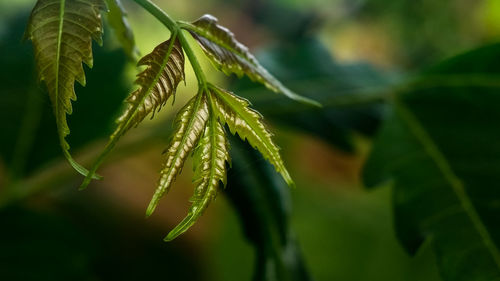 Close-up of fresh green plant