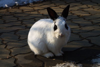 Close-up portrait of white sitting outdoors