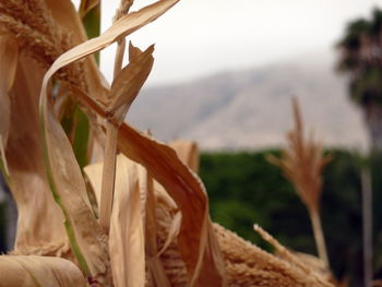 Close-up of dry plant on field