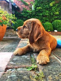 View of a dog looking away