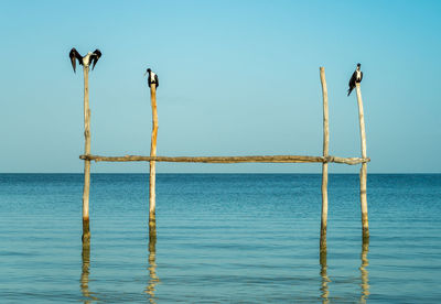Birds perching on wooden post in sea against clear sky