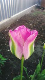 Close-up of pink flowers