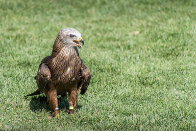 Close-up of a bird on field