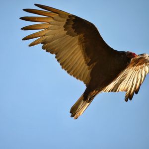Low angle view of eagle flying against clear sky