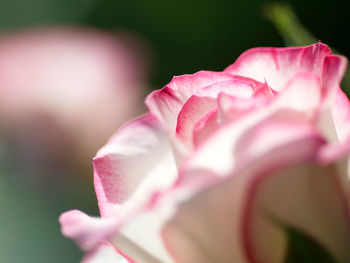 Close-up of pink rose