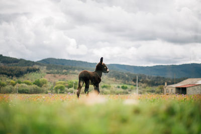 Donkey on field against sky