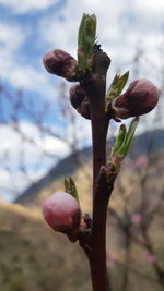 Close-up of pink flowering plant