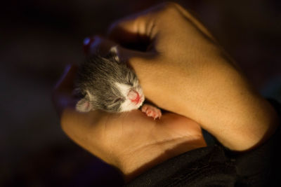 Close-up of hand holding cat