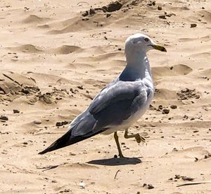 High angle view of seagull perching on sand