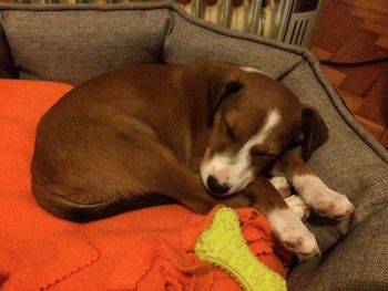 Dog relaxing on sofa at home