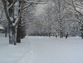 Bare trees on snow covered land