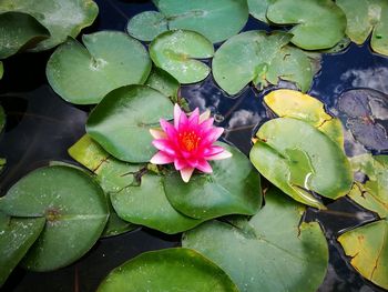 Close-up of lotus water lily in lake