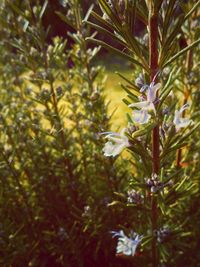 Close-up of plant