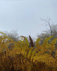 Plants and trees in forest against clear sky