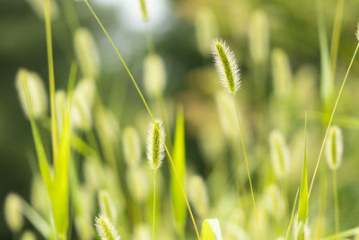 Close-up of stalks in field