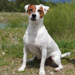 Portrait of dog sitting on field