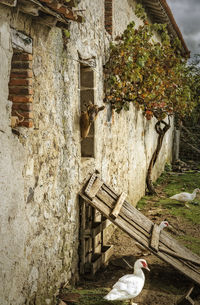 Geese by goat on abandoned house window