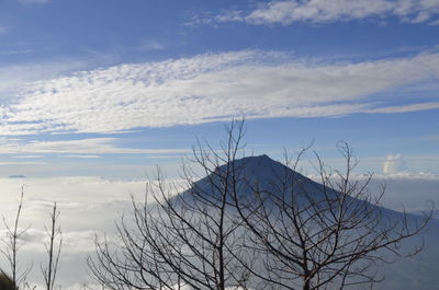 Low angle view of bare tree against sky