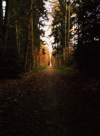 Road passing through forest