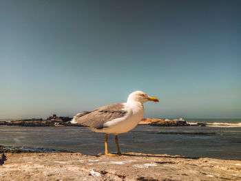 Seagull on a beach