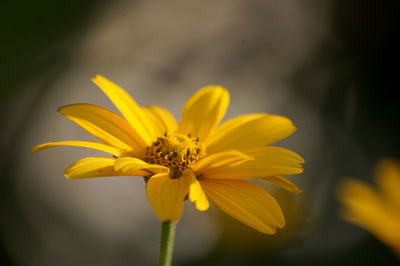 Close-up of yellow flower