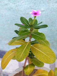 Close-up of pink flowering plant