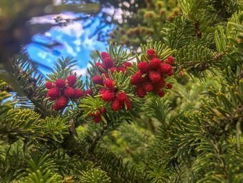 Close-up of red pine cones on tree