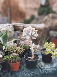 Close-up of potted plants