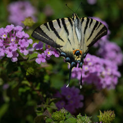 Close-up of butterfly pollinating on purple flower