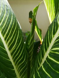 Close-up of green leaves