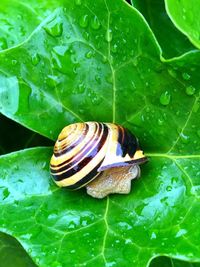 Close-up of snail on leaves